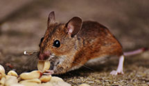 24 Hour & Emergency Exterminators in Sand City, CA